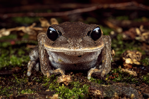 Bana Spadefoot Toad, Leptobrachium banae