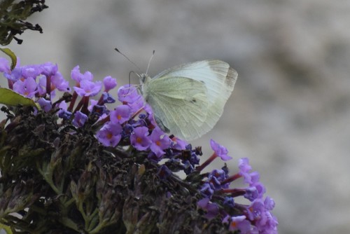 Pieris rapae