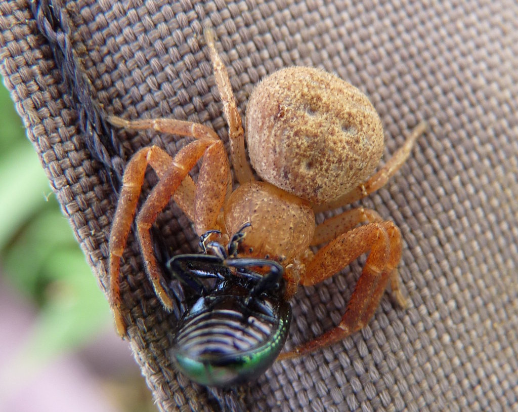 Deadly Ground Crab Spider