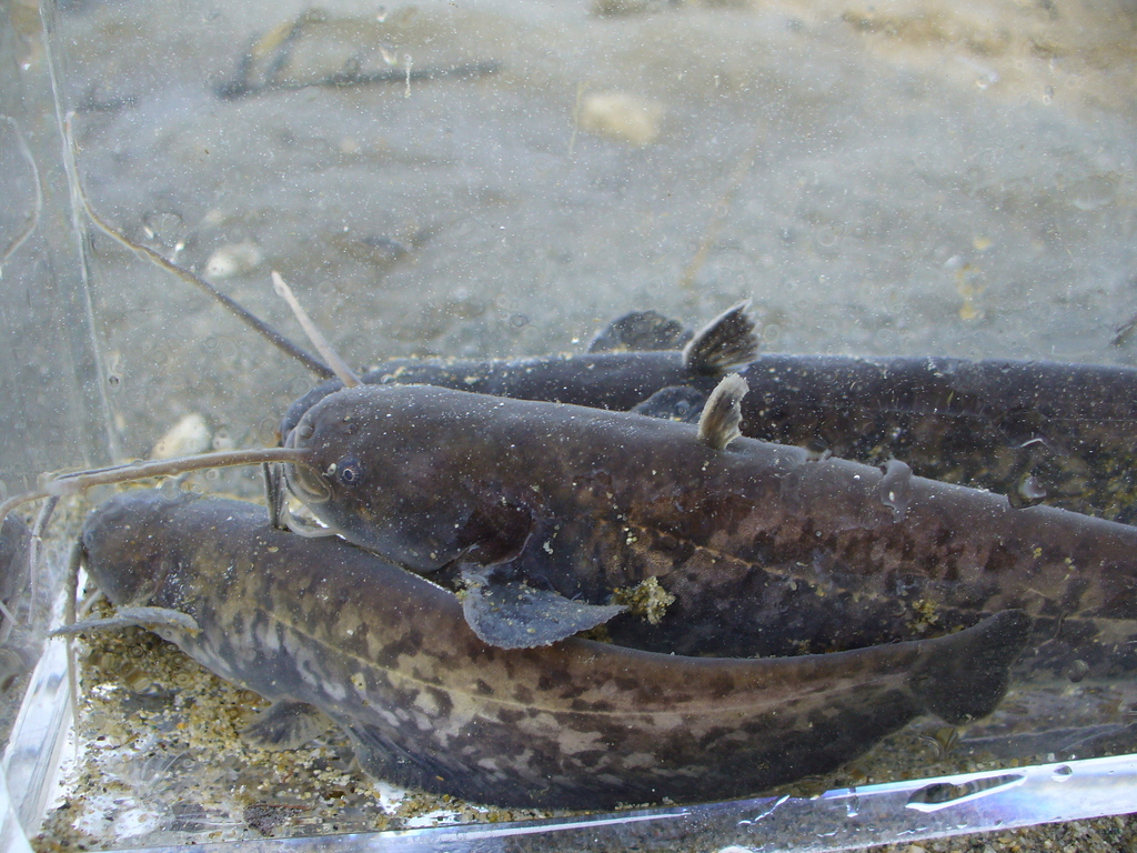 Peixe Gato Europeu Silurus Glanis Biodiversity4all