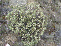 Pimelea aridula