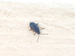 Lysathia ludoviciana