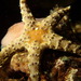 Cuming's Sea Star - Photo (c) Frédéric Ducarme, some rights reserved (CC BY-NC-ND), uploaded by Frédéric Ducarme