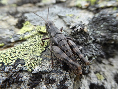 Sigaus australis