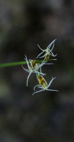 Fimbristylis fusca iNat (2)