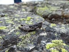 Sigaus australis