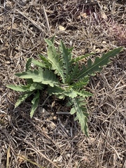 Engelmannia peristenia