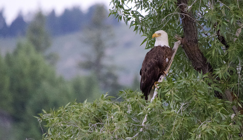 Bald Eagle photographed in Wyoming