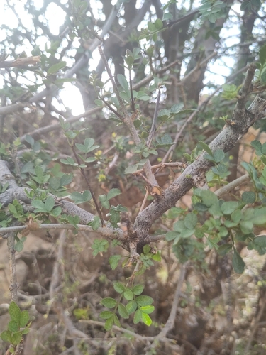 Fraxinus dimorpha, photograph 5