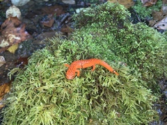 Pseudotriton ruber schencki