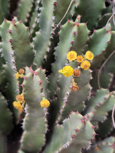 Resin Spurge (Euphorbia resinifera)