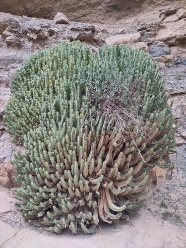 Euphorbia resinifera, photograph 2