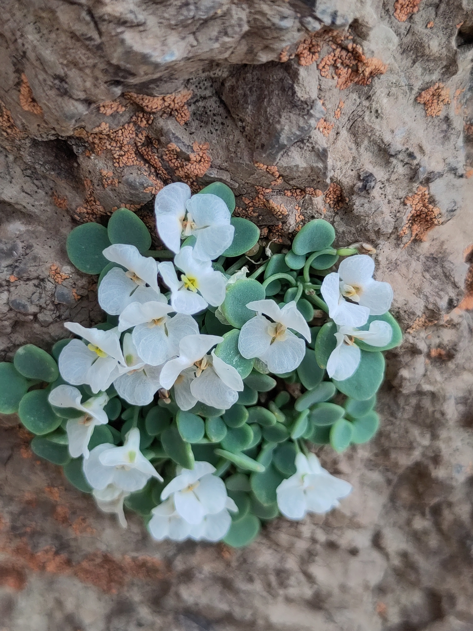 Sarcocapnos crassifolia