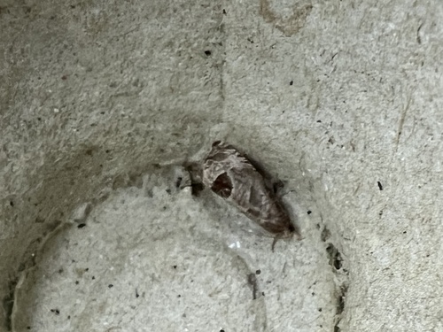 Bramble Shoot Moth, Schiermonnikoog National Park, Schiermonnikoog, Provinz Friesland, NL, photo 10 of 10