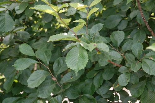 Ulmus davidiana, photograph 6