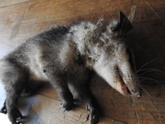 Didelphis virginiana