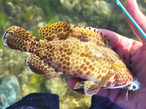 Hexagon grouper (Epinephelus hexagonatus) — Serranidae — 2