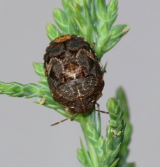 Stethaulax marmorata