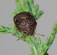 Stethaulax marmorata