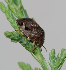 Stethaulax marmorata