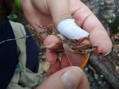 Anolis maculiventris