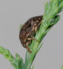 Stethaulax marmorata