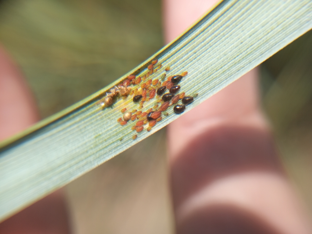Sipha glyceriae