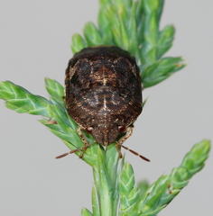 Stethaulax marmorata