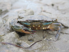 Charybdis japonica