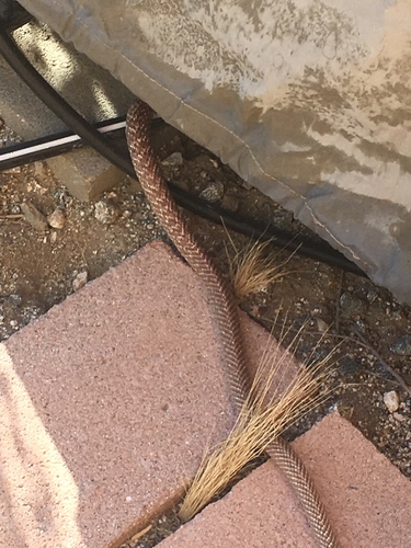 iNaturalist observation photo of Red Coachwhip