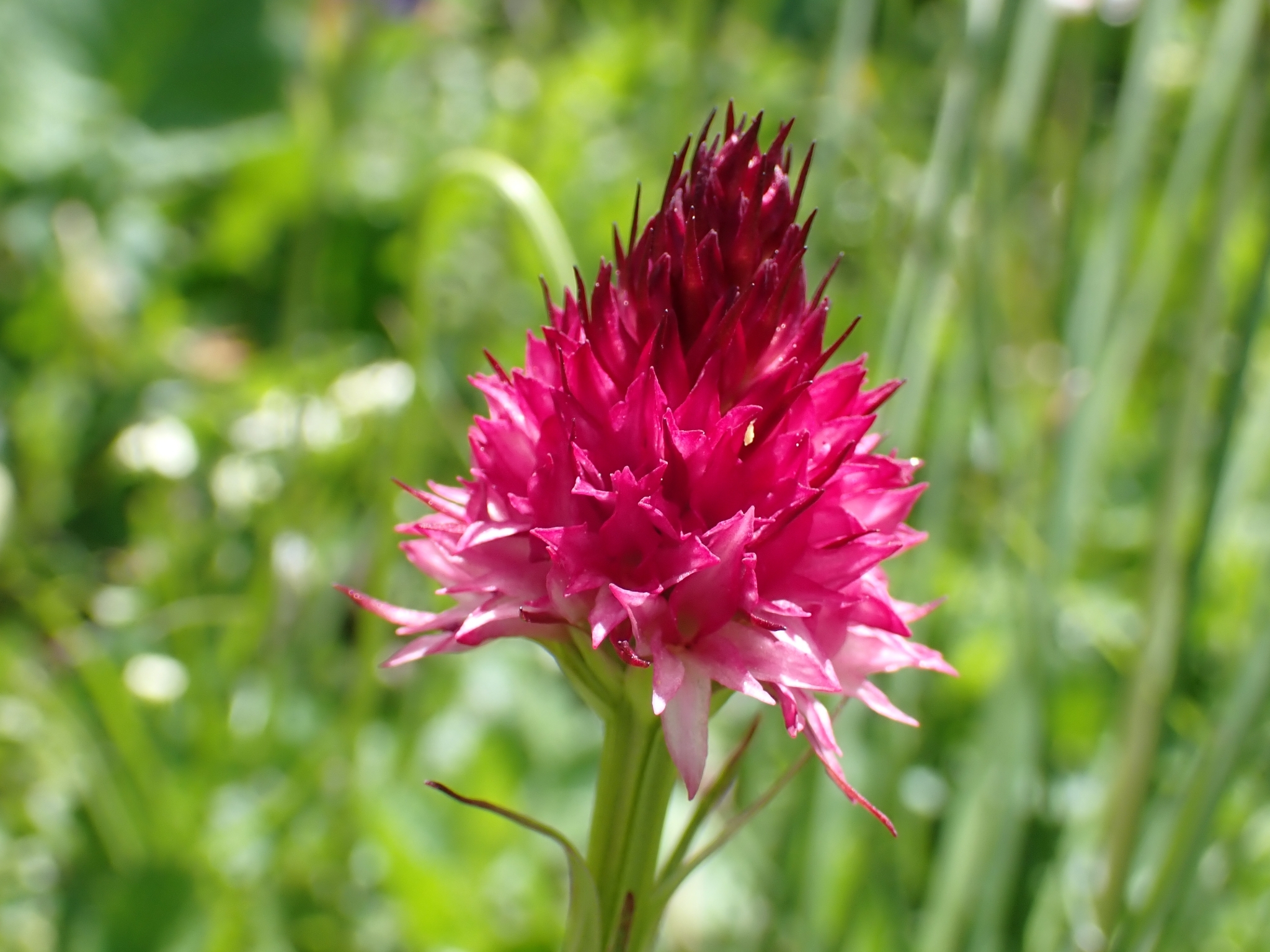 Bicolor Fragrant Orchid (Gymnadenia bicolor)