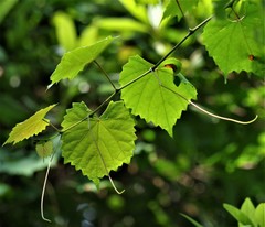 Vitis rotundifolia
