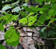 Vitis rotundifolia