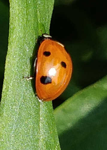 Seven-spotted Lady Beetle