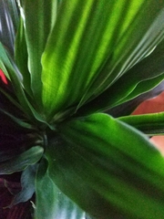 Dracaena fragrans compacta