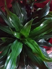 Dracaena fragrans compacta