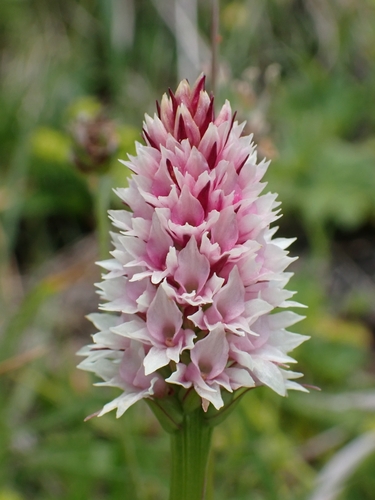 Salzkammergut Vanilla Orchid (Gymnadenia stiriaca)