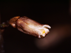 Gastrodia minor
