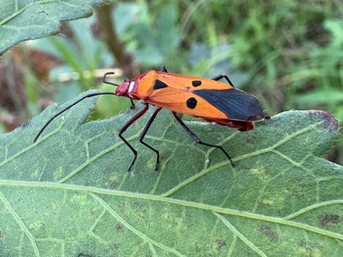 Indian Cotton Stainer