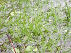 Eleocharis flavescens