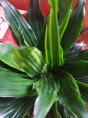 Dracaena fragrans compacta