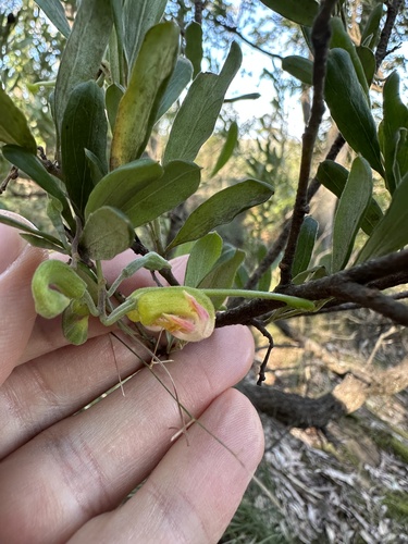 Grevillea arenaria, photograph 6