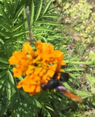 Rhynchium haemorrhoidale