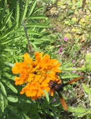 Rhynchium haemorrhoidale