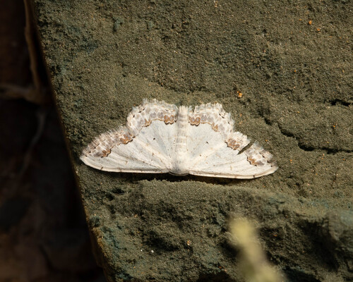 Lace Border, Provincia di Ararat, Armenia, photo 10 of 10