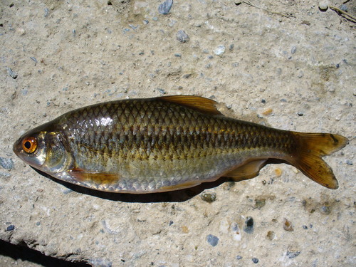 Italian roach (Leucos aula) — Cyprinidae — 3
