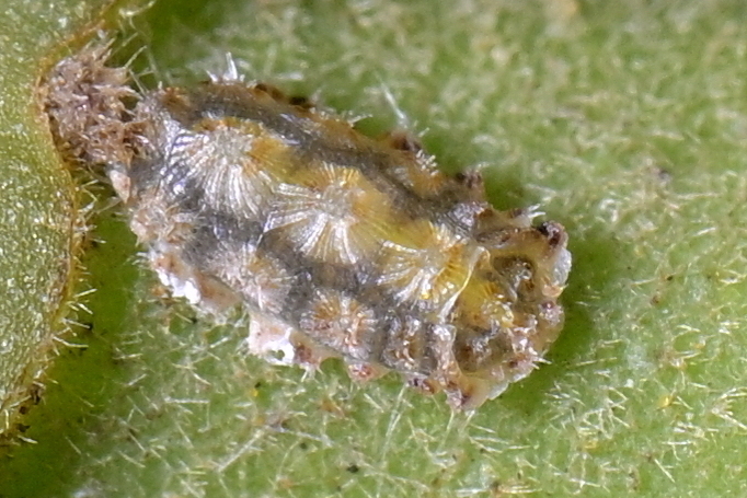 Crystallotesta
