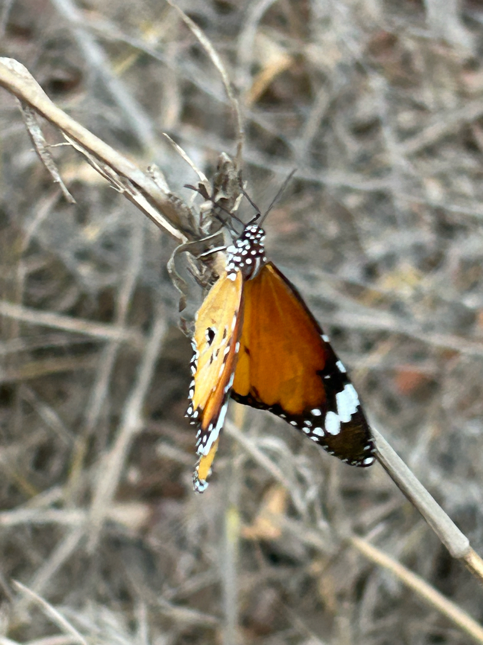 Plain Tiger