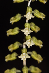 Gastrodia molloyi