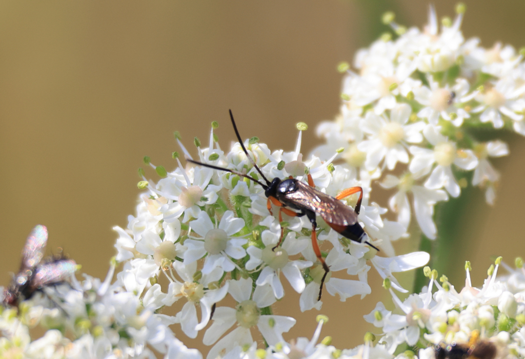 Polytribax rufipes